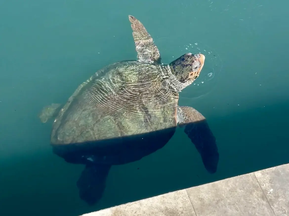 Freilebende Schildkröte im Hafen von Argostóli