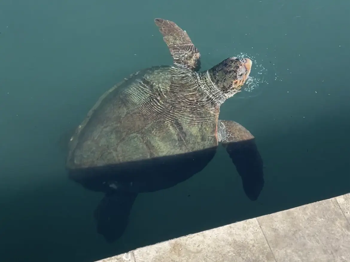 Meeresschildkröte an der Uferpromenade von Argostóli